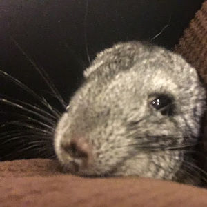 Meet your Posher, Meredith